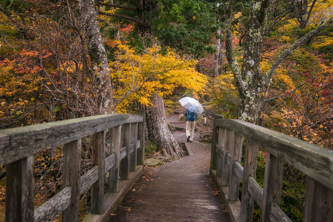 bridge forest trees leaves foliage umbrella person nature bridge bridge bridge bridge bridge umbrella umbrella
