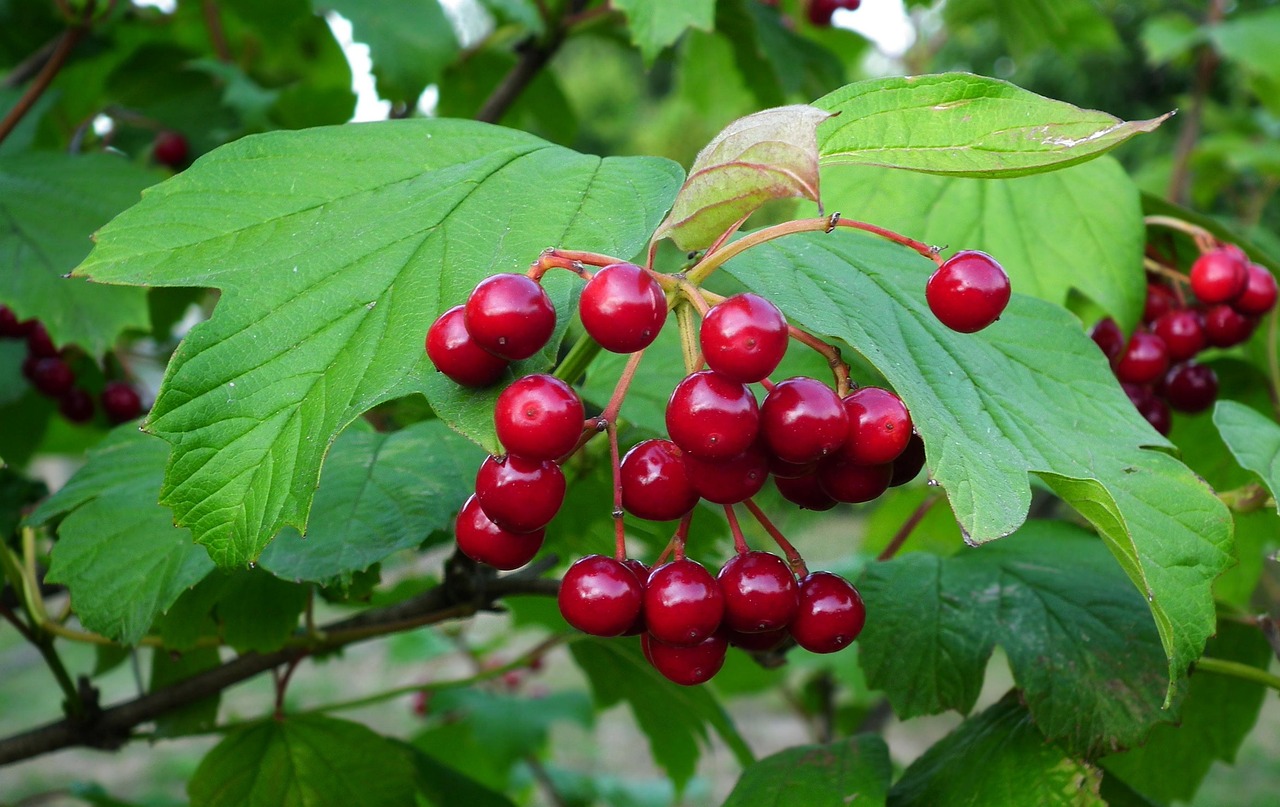 viburnum tree fruit nature leaf garden viburnum viburnum viburnum viburnum viburnum