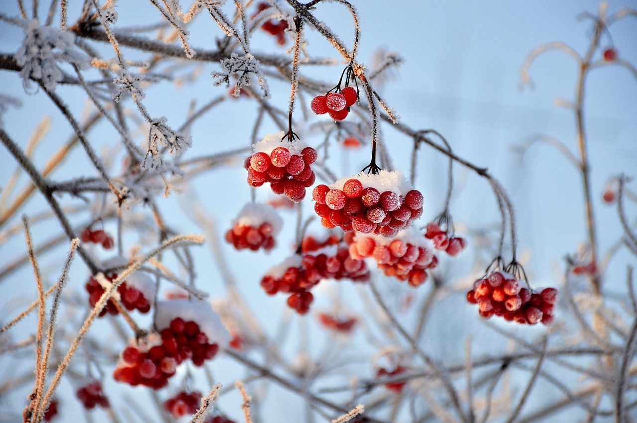 viburnum red berries fruit branches frost nature snow season wintry winter