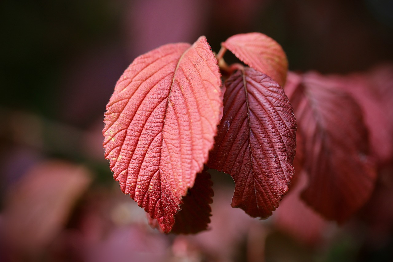 japanese snowball mean snowball red leaf leaf veins virburnum plicatum red leaves leaf structure fall leaves tree plant nature close up leaf autumn leaves autumn leaf leaf leaf leaf leaf