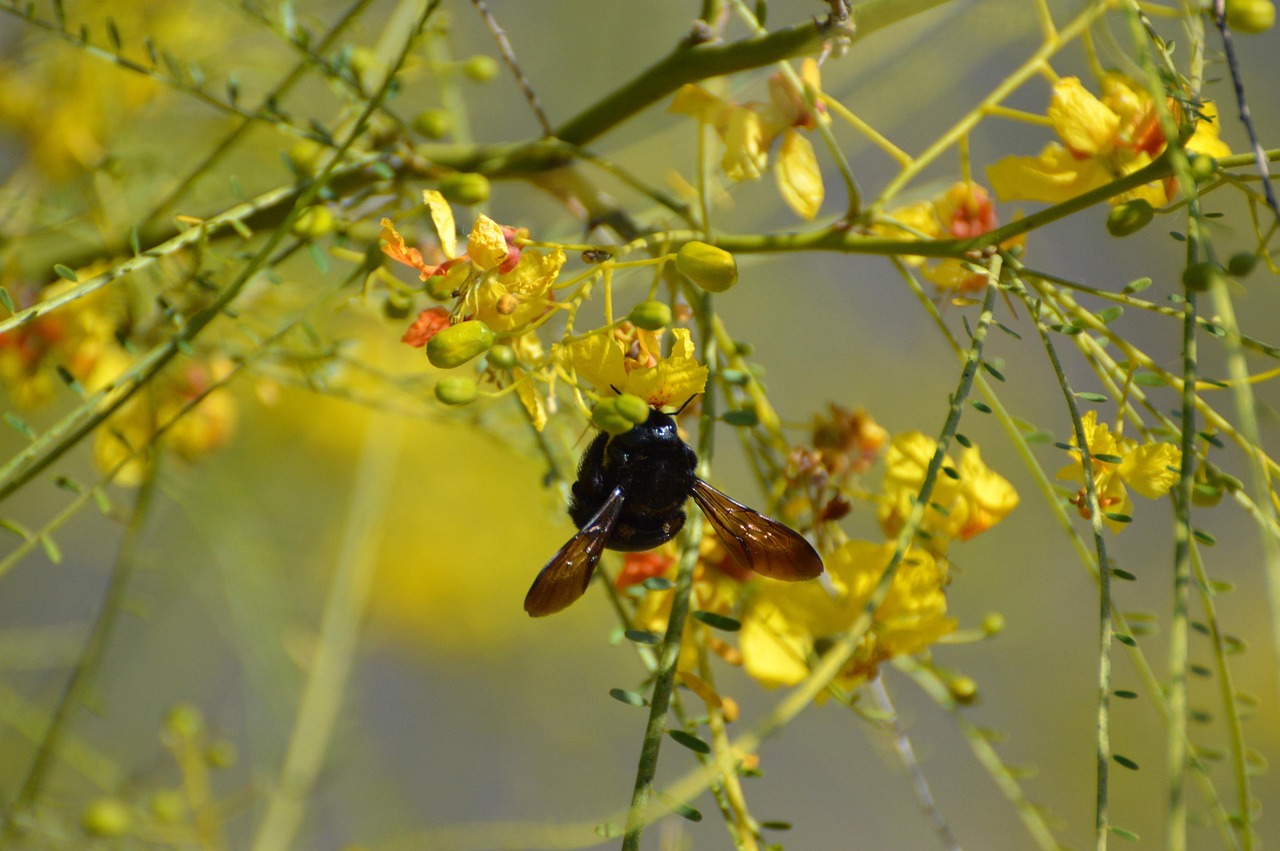 bee beautiful flowers carpenter bee tree flower background flowers palo verde tree insect nature blossom bloom yellow floral flower wallpaper spring blooming botanical gardening
