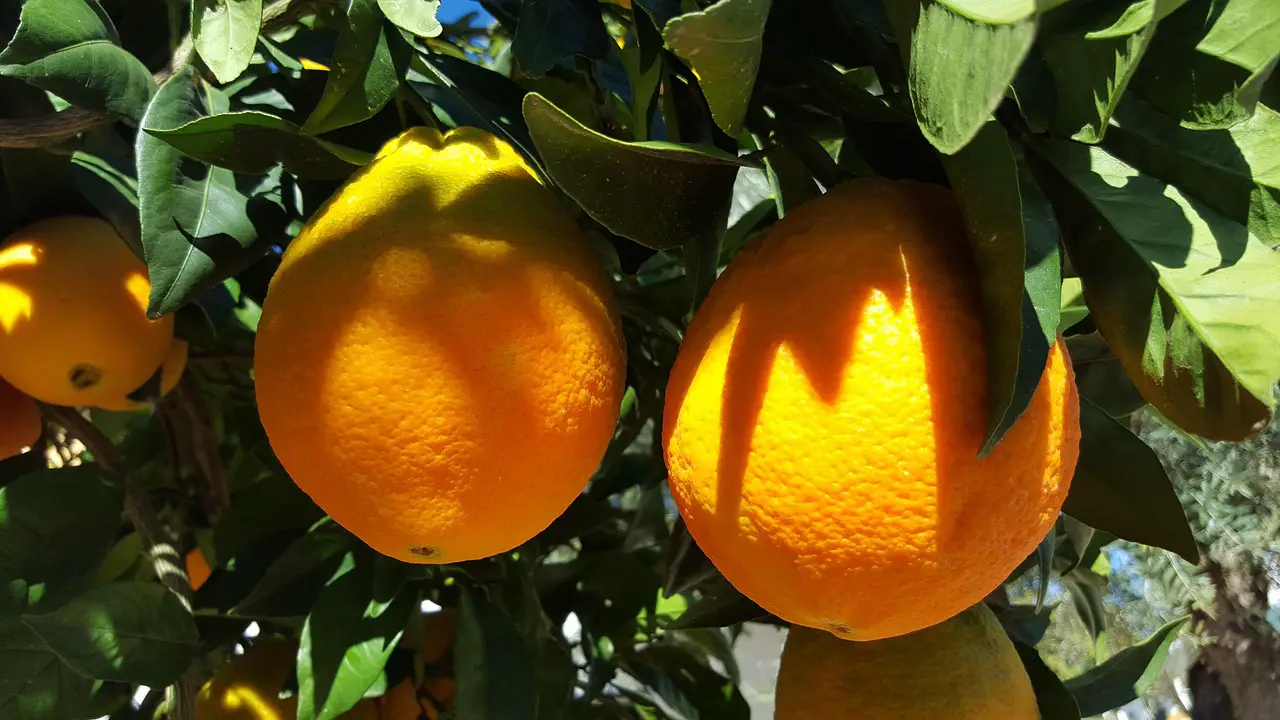 oranges valencia citrus fruit valencia valencia valencia valencia valencia