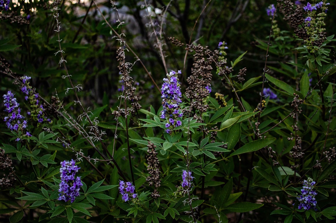 texas lilac vitex purple flowers garden flower background flower wallpaper flowers beautiful flowers nature flora botany