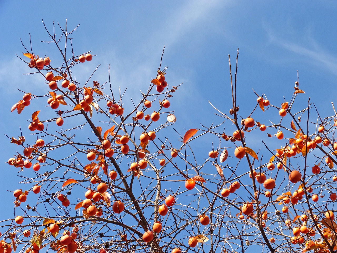 khaki lignum vitae autumn fruits darling khaki lignum vitae lignum vitae lignum vitae lignum vitae lignum vitae