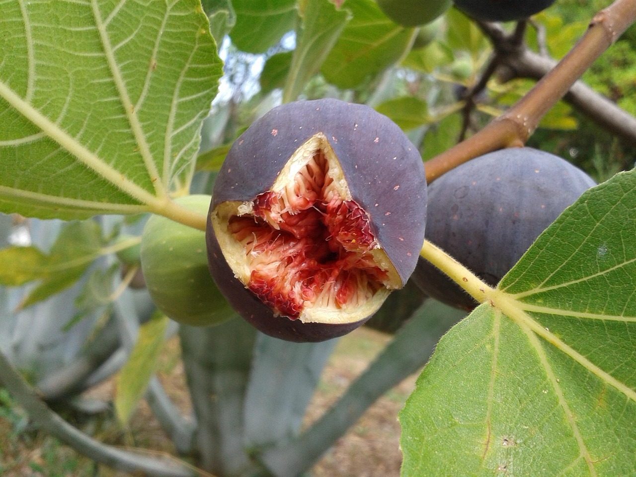fig fruit real coward fig tree nature ripe open yummy fresh fig fruit tree
