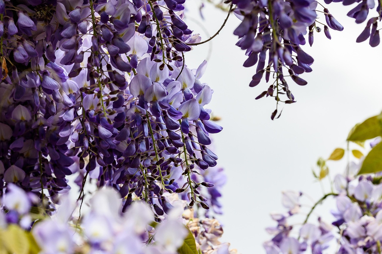 flowers violet garden flower wallpaper nature plant blossom bloom flower background botany beautiful flowers growth