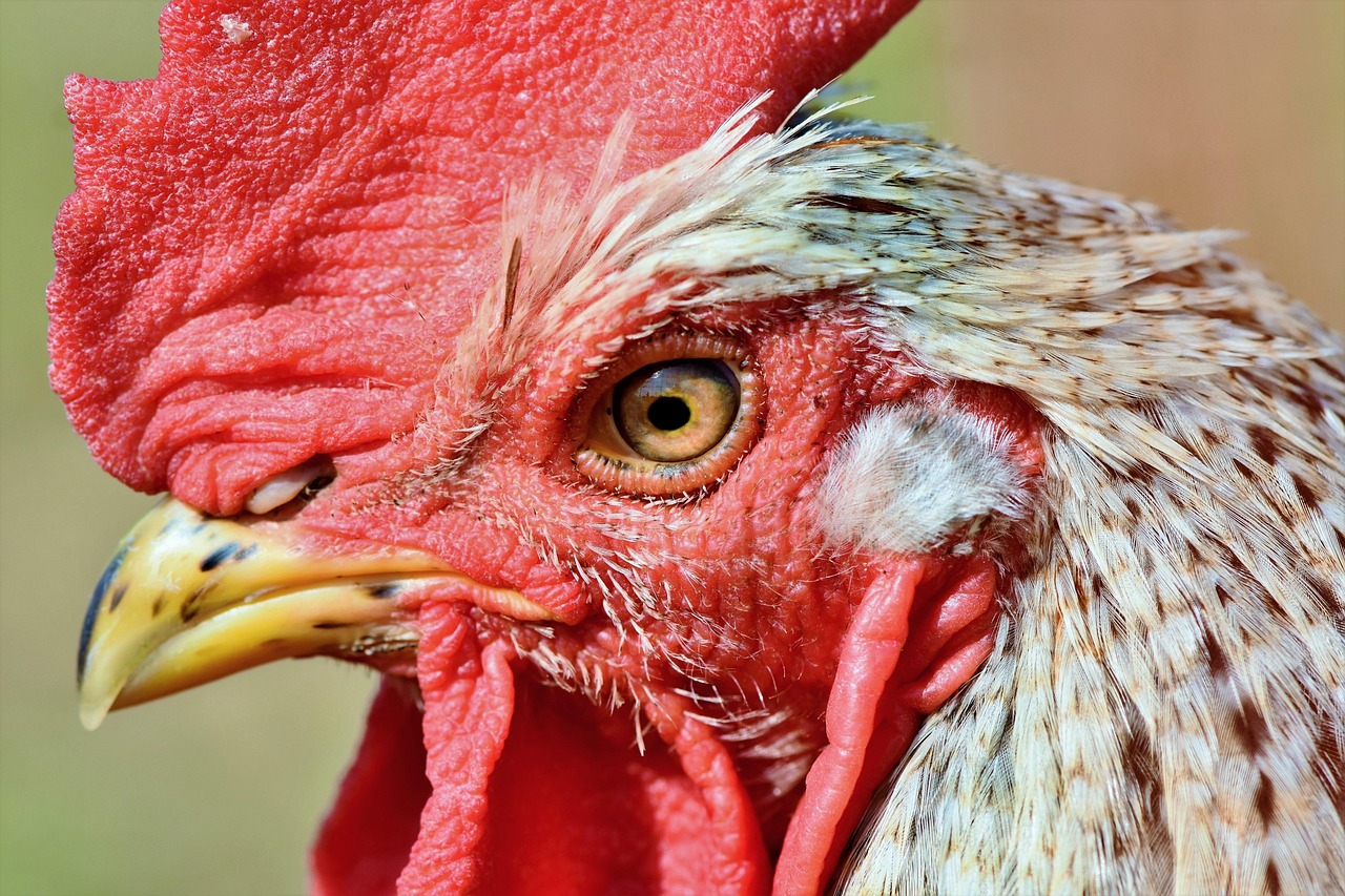 rooster chicken poultry livestock bird nature animal