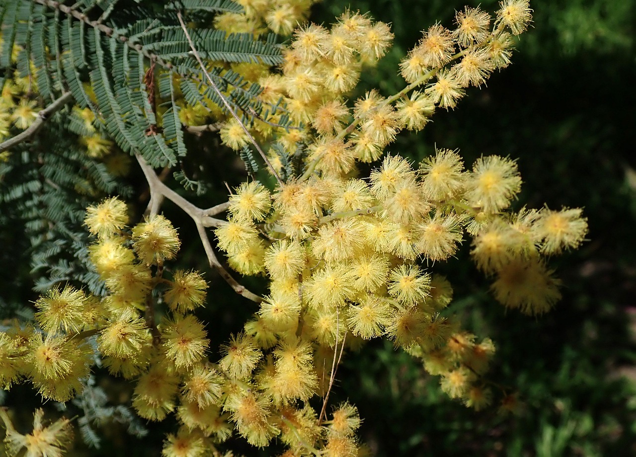 wattle acacia golden fluffy australian native tree nature wattle wattle acacia acacia acacia acacia acacia