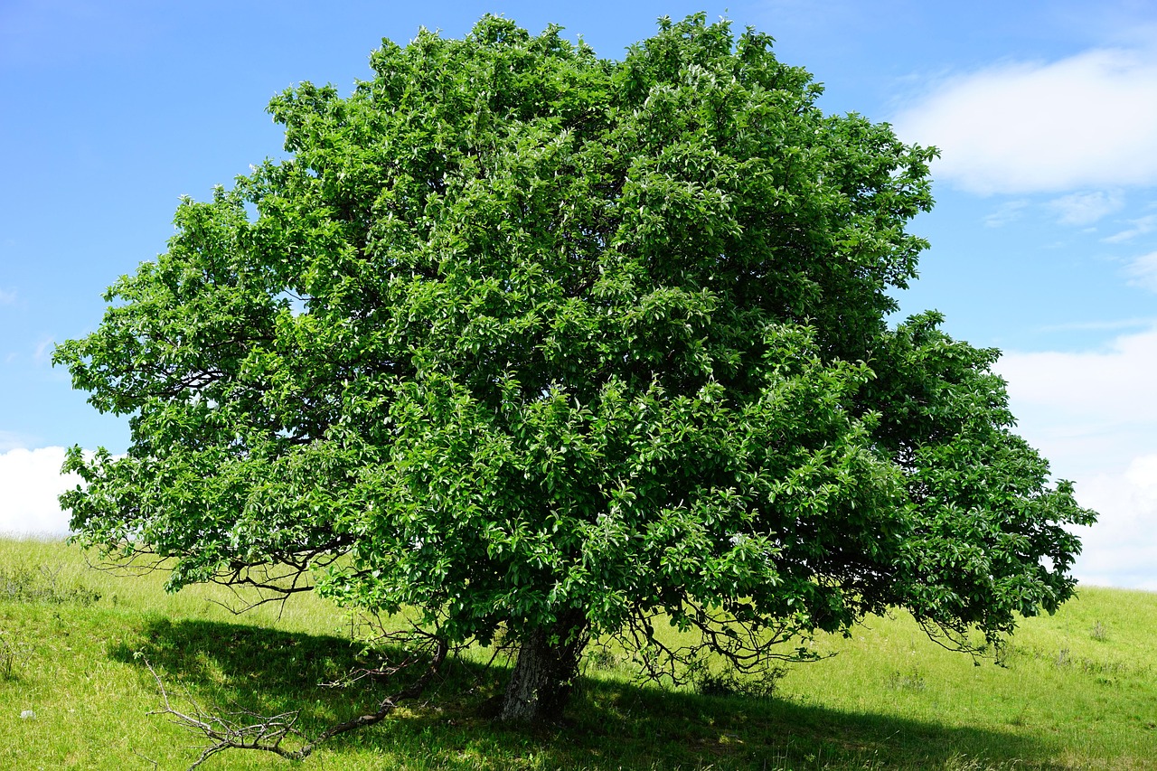 tree single randecker maar real whitebeam sorbus aria whitebeam sorbus roses rosaceae big nature idyll natural wonders