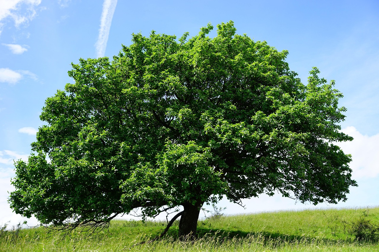 tree single randecker maar real whitebeam sorbus aria whitebeam sorbus roses rosaceae nature big idyll natural wonders