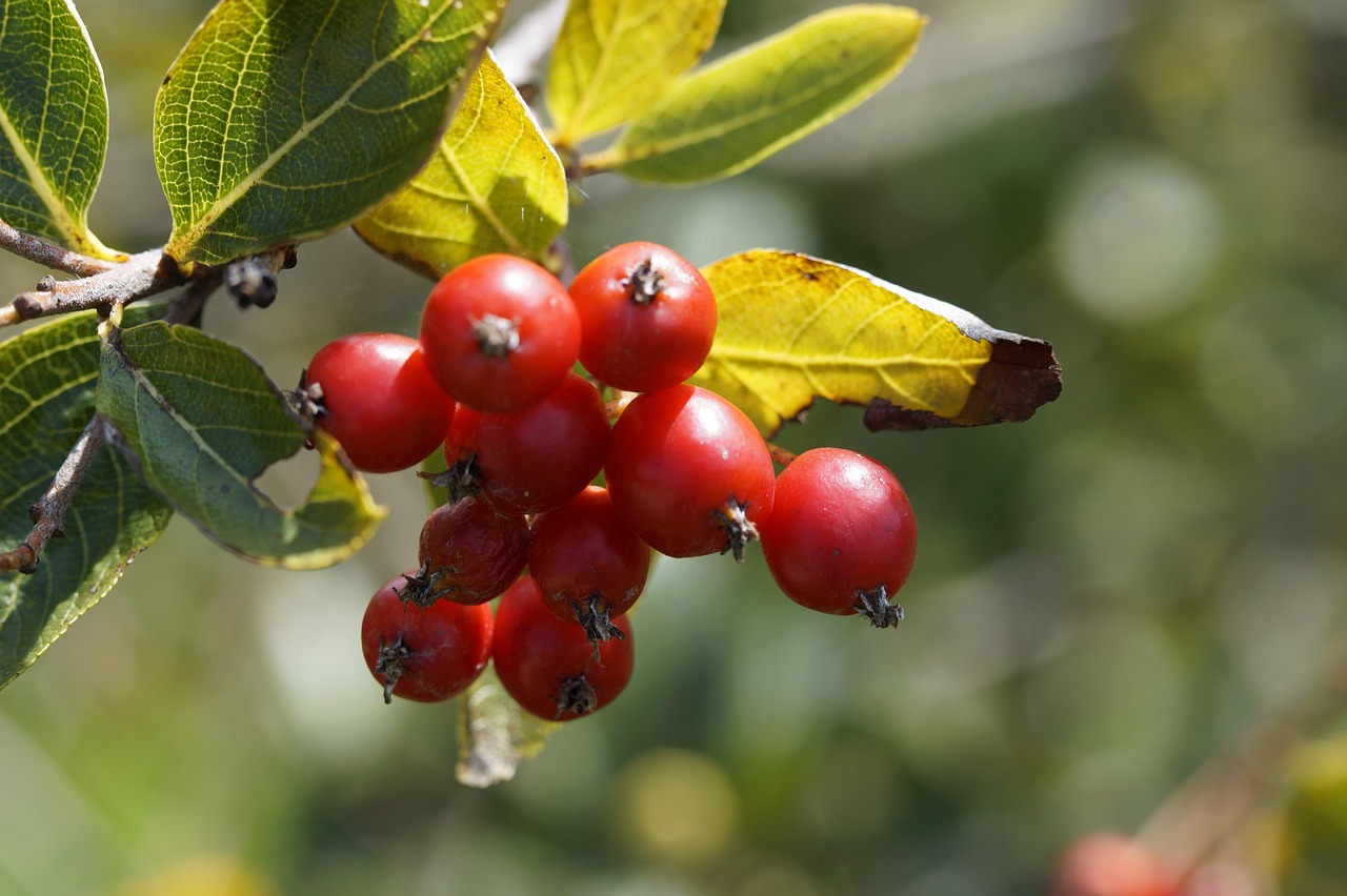 whitebeam red fruit tree red berries plant close up macro whitebeam tree berry summer nature ripe