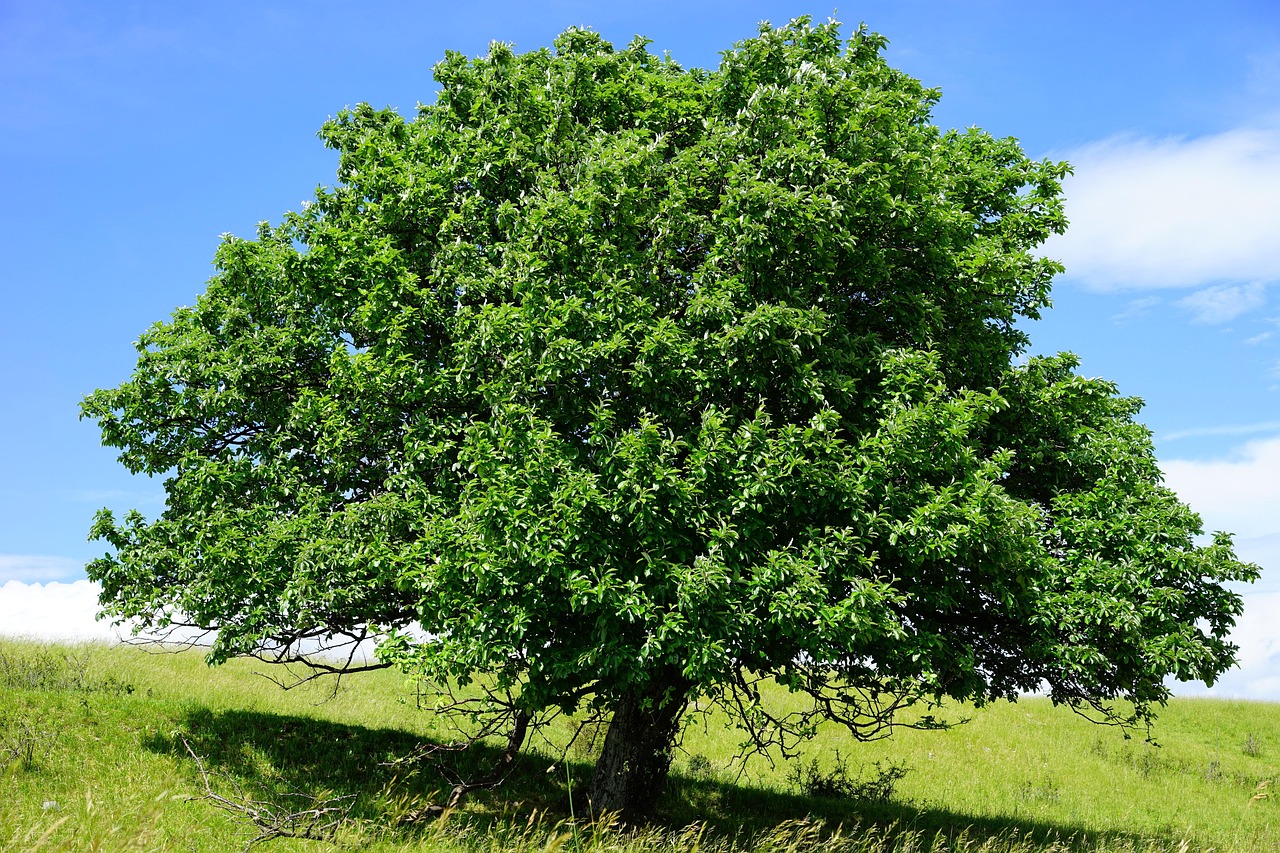 tree single randecker maar real whitebeam sorbus aria nature whitebeam sorbus roses rosaceae big idyll natural wonders