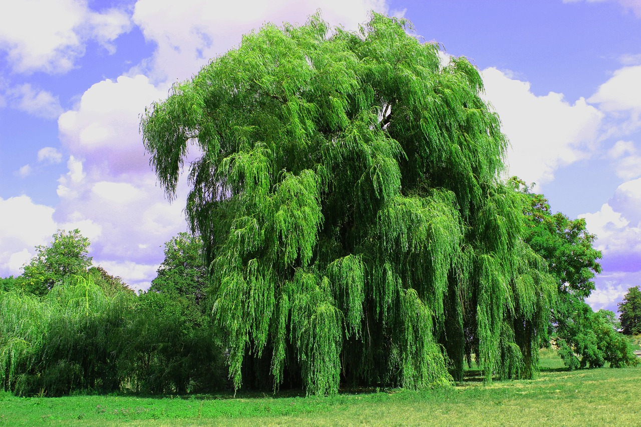 weeping willow tree pasture nature park landscape green hang romantic