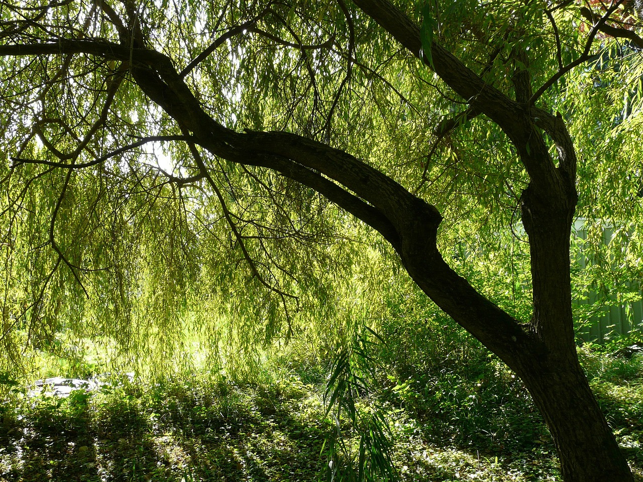 pasture tree hang nature real weeping willow salix babylonica weeping willow salix willow plant salicaceae chinese weeping willow babylonian weeping willow