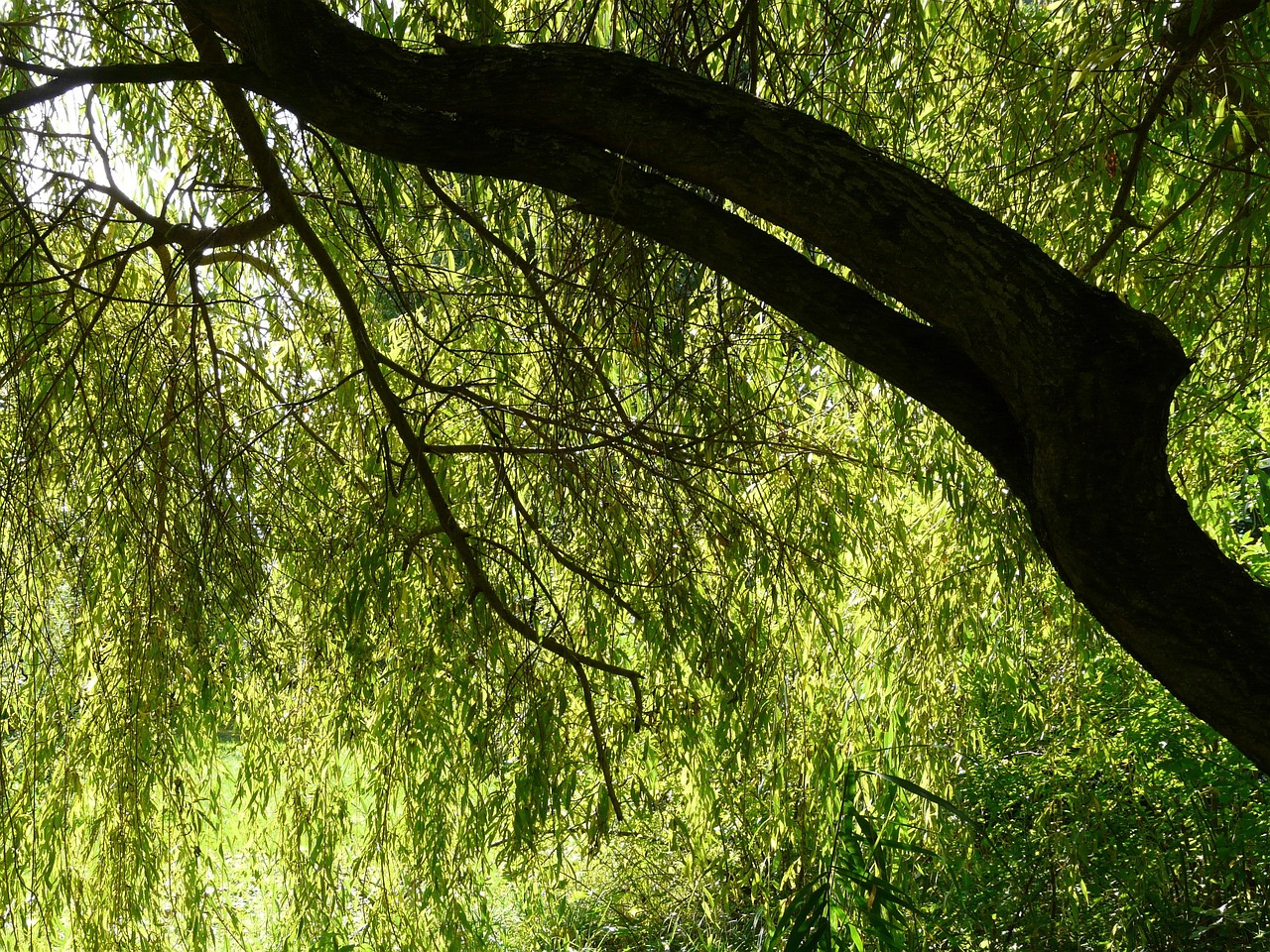 pasture tribe branch contrast tree hang real weeping willow salix babylonica weeping willow salix nature willow plant salicaceae chinese weeping willow babylonian weeping willow