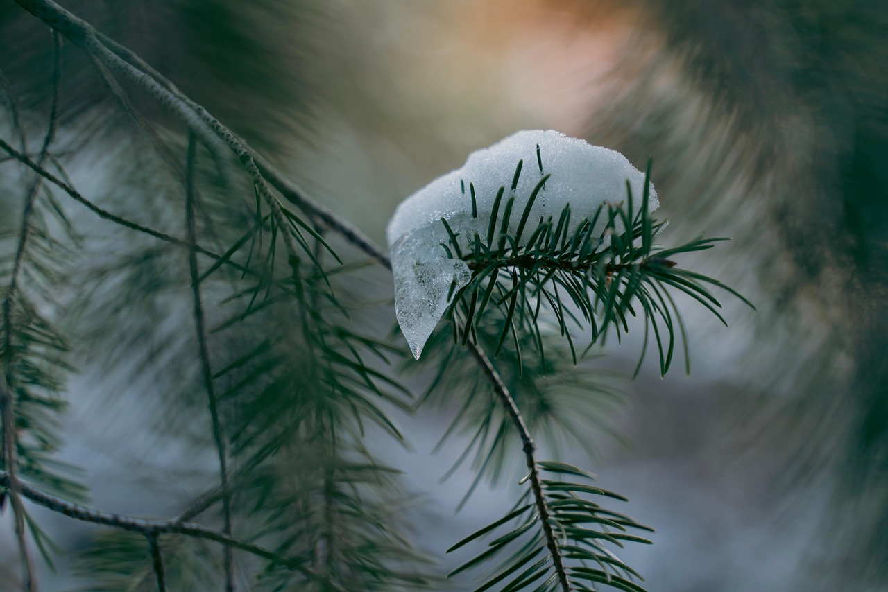 snow frost winter white pine pine tree forest woods nature seasons cold ice branch green christmas christmas wreath snow snow snow snow snow winter winter winter pine pine pine tree pine tree pine tree pine tree pine tree forest forest forest forest forest nature nature nature cold ice green green christmas christmas christmas christmas christmas wreath