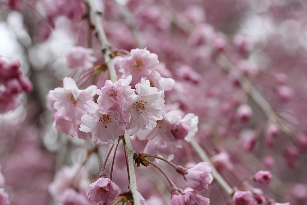 weeping cherry blossom tree flowering drooping cherry tree spring nature pink spring pink tree