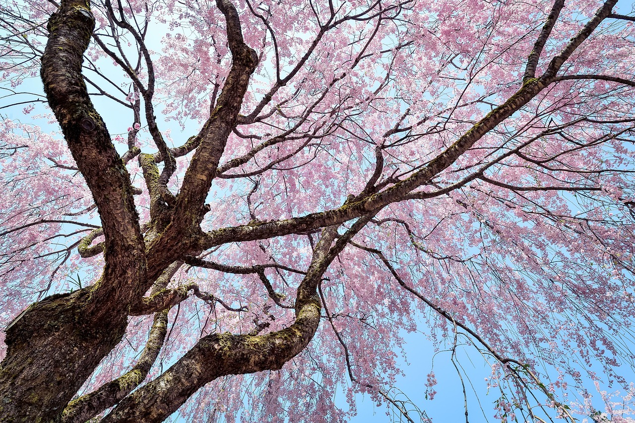 flowers flower background natural beautiful flowers plant flower wallpaper outdoor wood nature spring pink landscape japan cherry blossoms weeping cherry tree