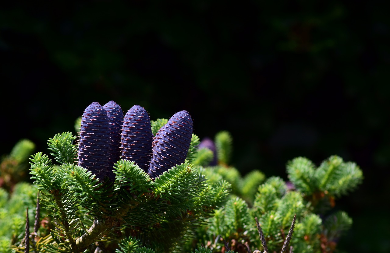 tree spruce bowling pinecone jaw conifer needle fir tree plant needles nature tap branch forest growth photo isolated spruce photo photo photo photo photo