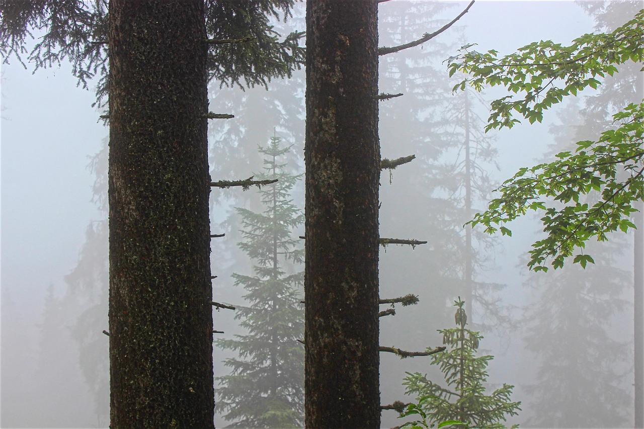 tree tree trunk tribe branch branches fog conifer forest leaves spruce maple nature landscape weather haze foggy bark tree tree tree tree tree tree trunk tree trunk tree trunk tree trunk forest forest forest nature nature nature nature nature landscape
