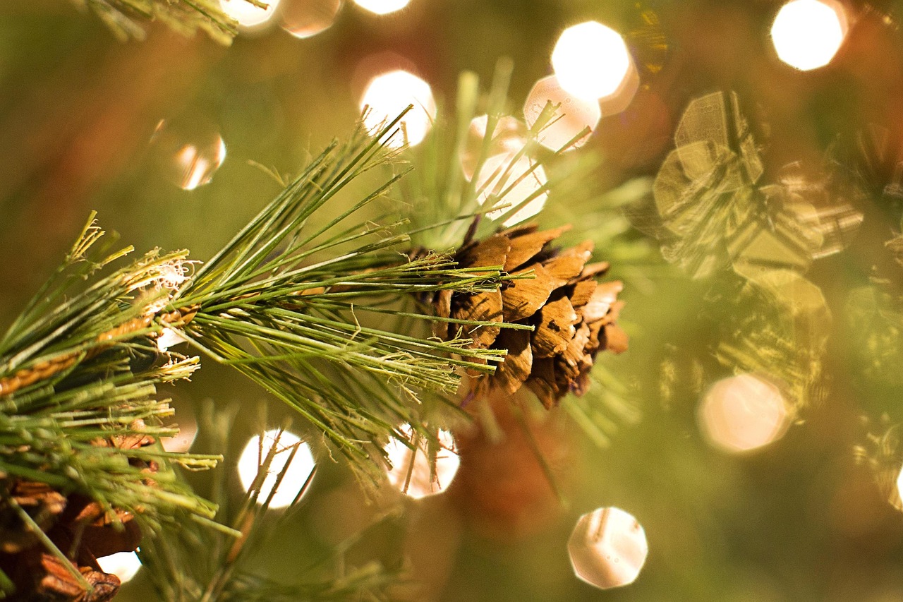 pine cone spruce tree fir evergreen nature christmas tree xmas