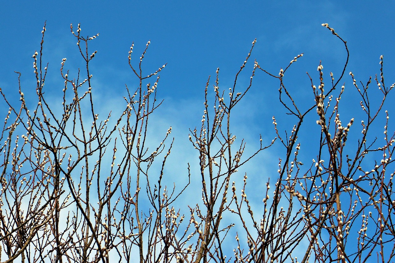 pasture nature willow catkins catkins spring jewelry sal-willow blossom bloom blossoms tree trees