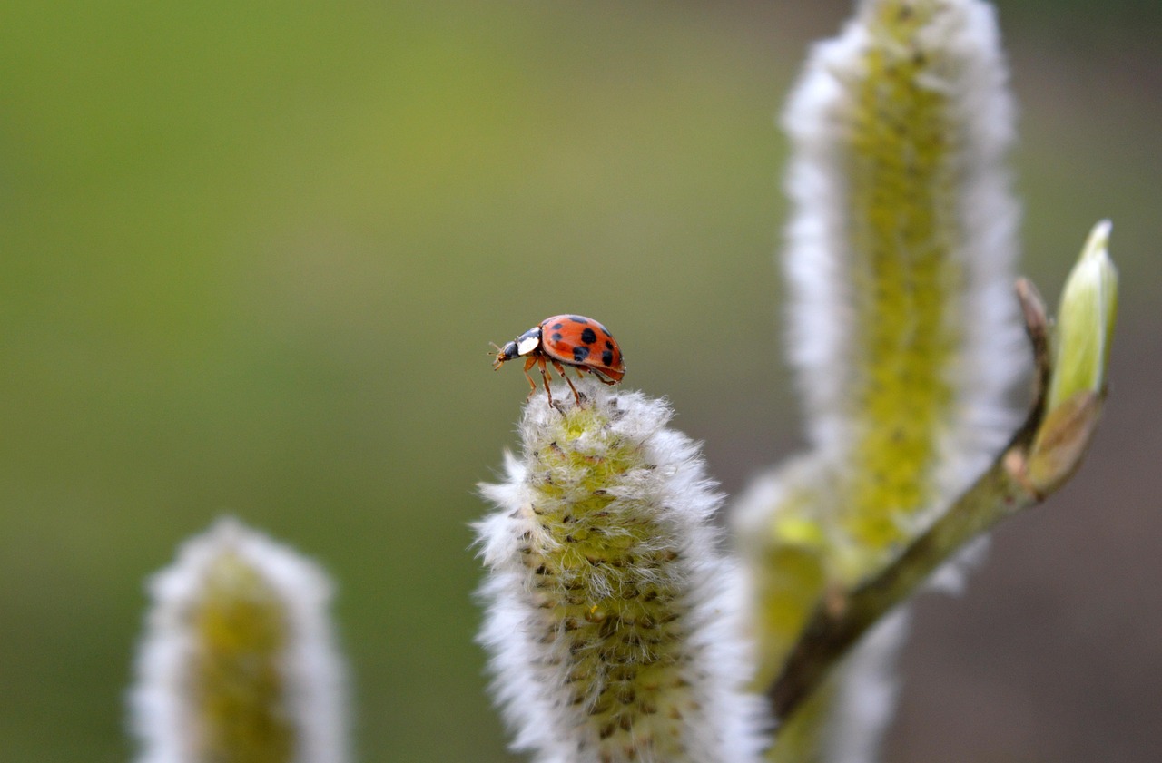 willow catkin ladybug nature plant salix caprea shrub sal-willow spring blossom bloom flora spring awakening kitten pasture signs of spring soft furry fluffy flowers branch catkins kitty branch nature wallpaper flying beetle lucky charm