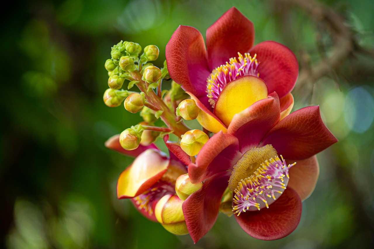 sal tree beautiful flowers flowers branch buds petals bloom flower wallpaper plant flora beautiful beauty garden nature natural bokeh flower background closeup