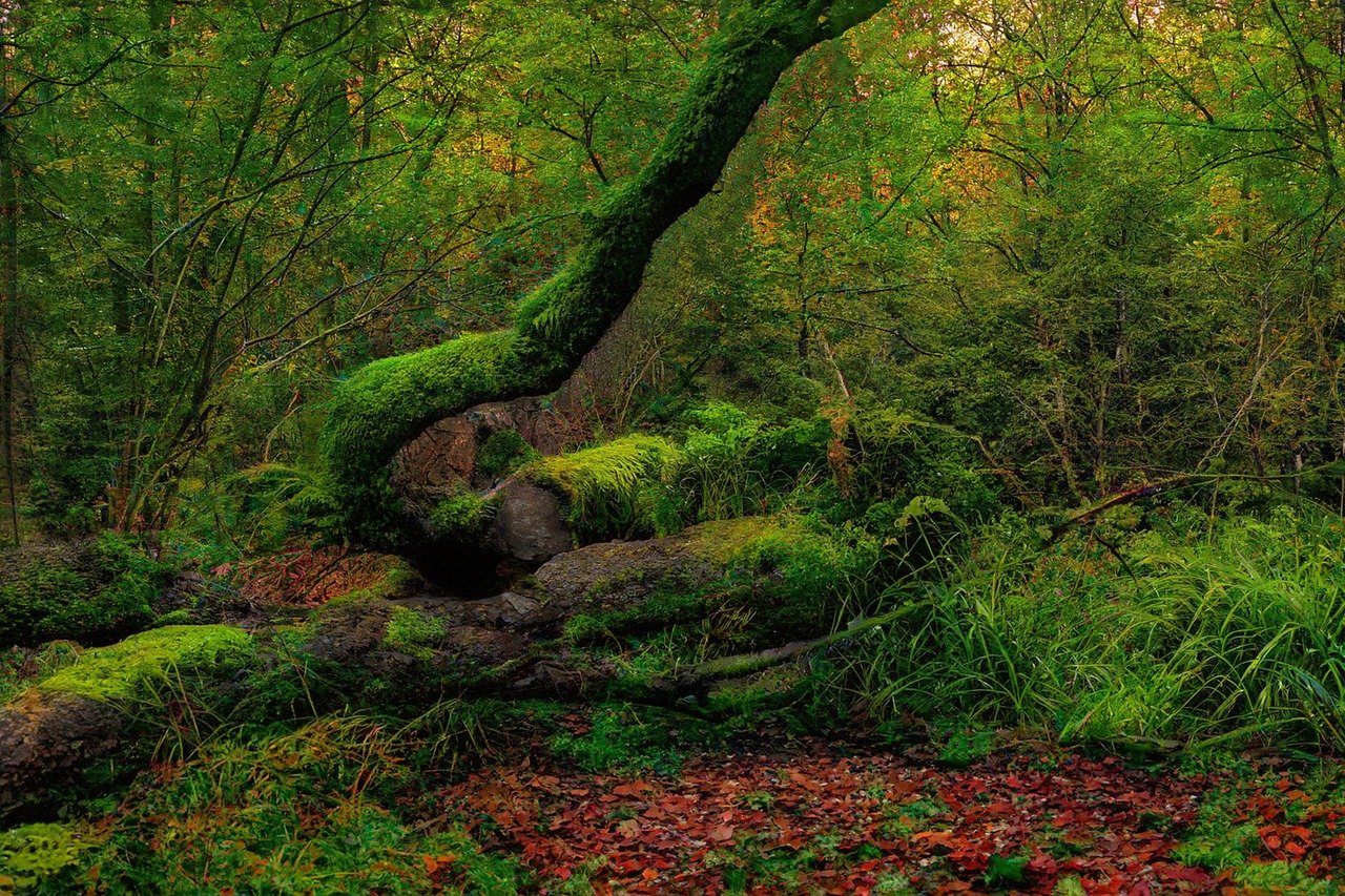 woodland forest moss sunset magical green trees nature fallen tree jungle woods