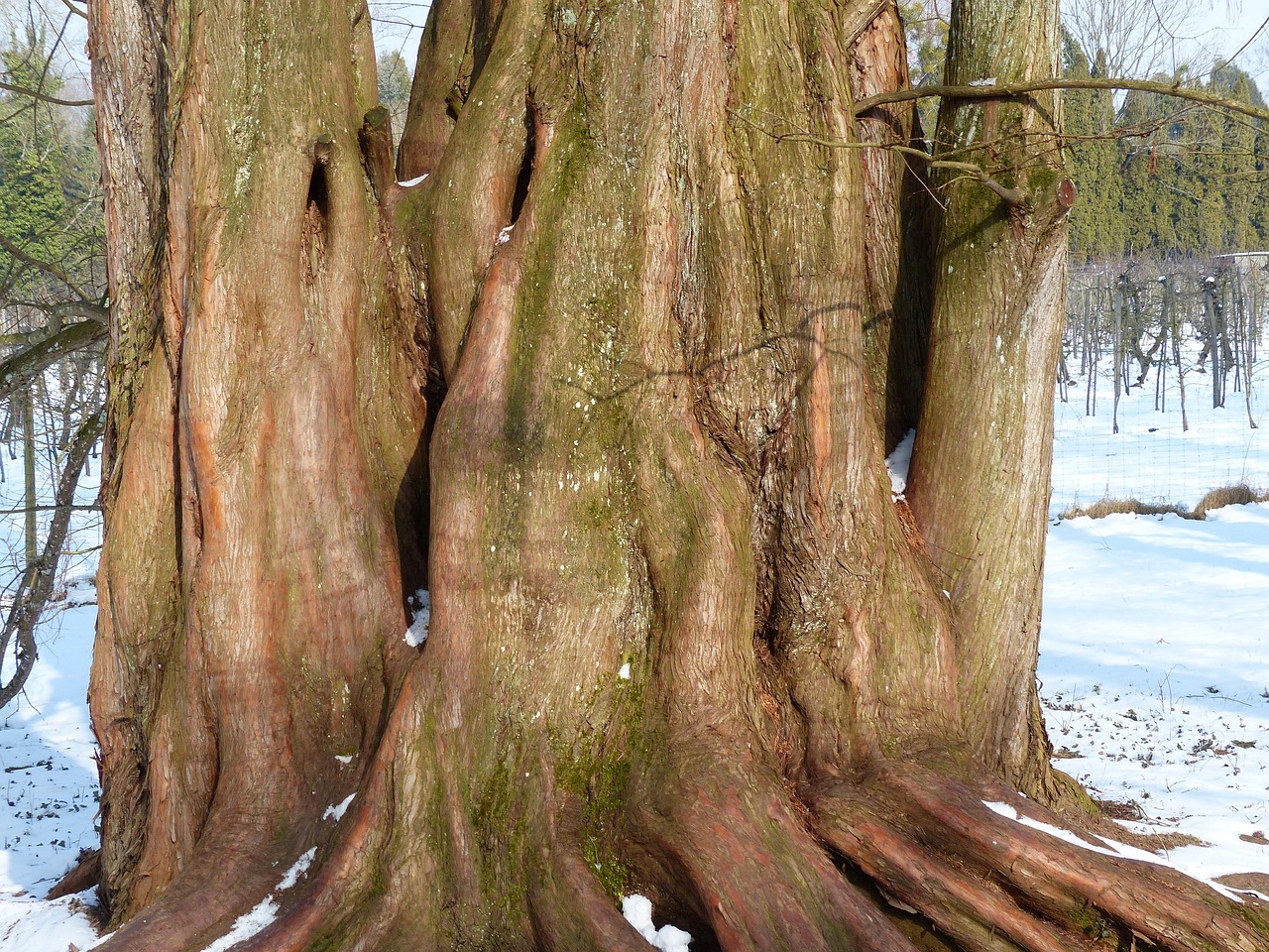redwoodtree tree trunk tribe geoskop redwood metasequoia glyptostroboides chinese redwood metasequoie water fir fossil metasequoia chinese giant sequoia bark big powerful stem diameter conifer ornamental tree savage