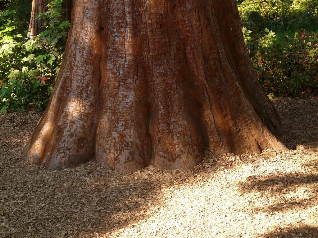 Tree Diameter Growth Per Year in Various Species