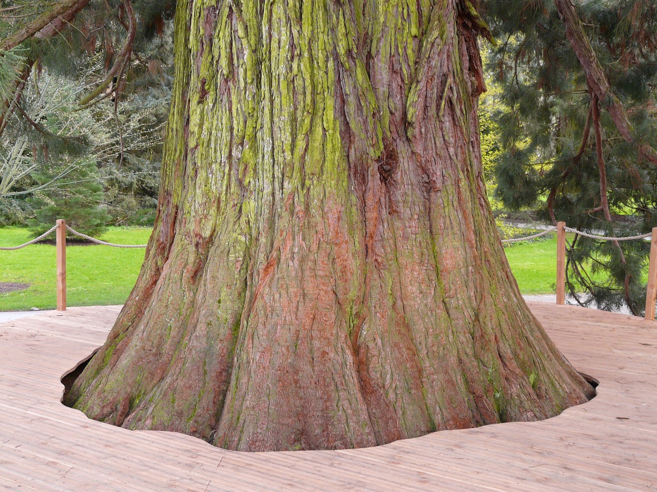 giant sequoia nature sequoiadendron giganteum tree redwoodtree sequoia sequoioideae cypress family cupressaceae tribe big diameter gigantic enormous bark powerful