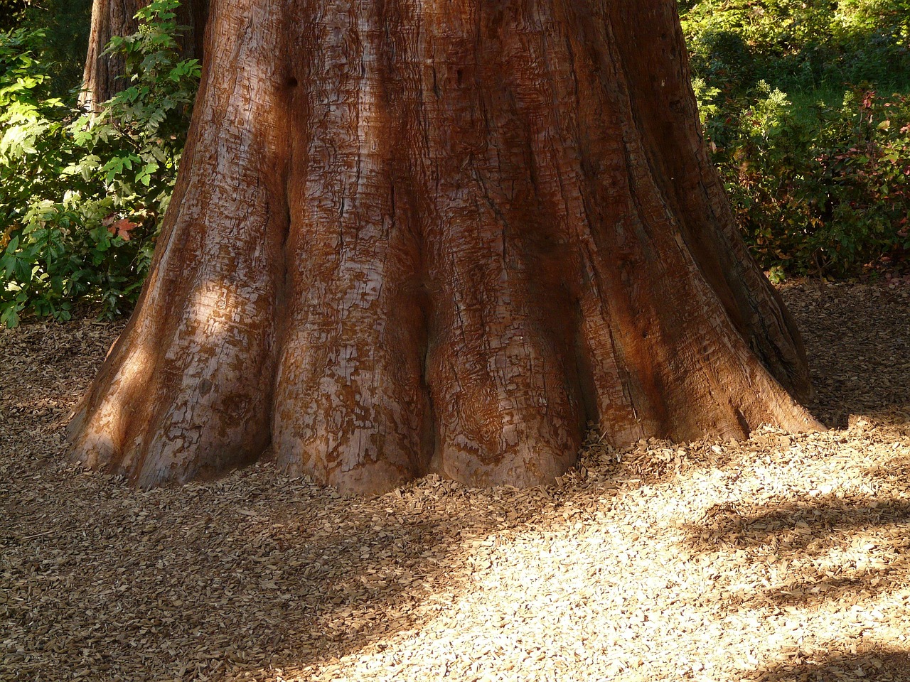 redwoodtree tribe bark big powerful nature conifer tree stem diameter scope