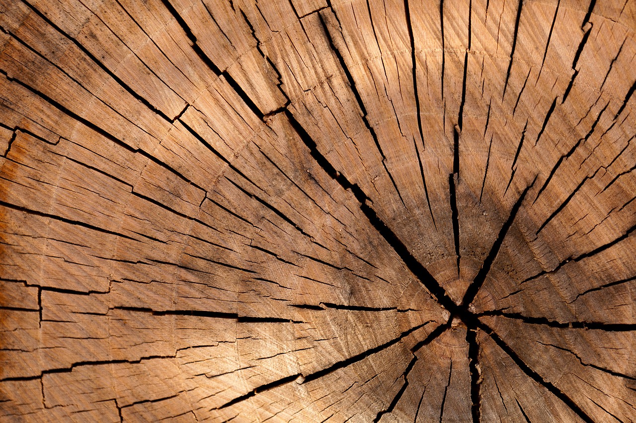 lumber log wood tree cross section tree log texture material brown cut tree tree details nature structure stump surface timber trunk wooden tree rings growth rings wood wood wood wood wood tree tree texture
