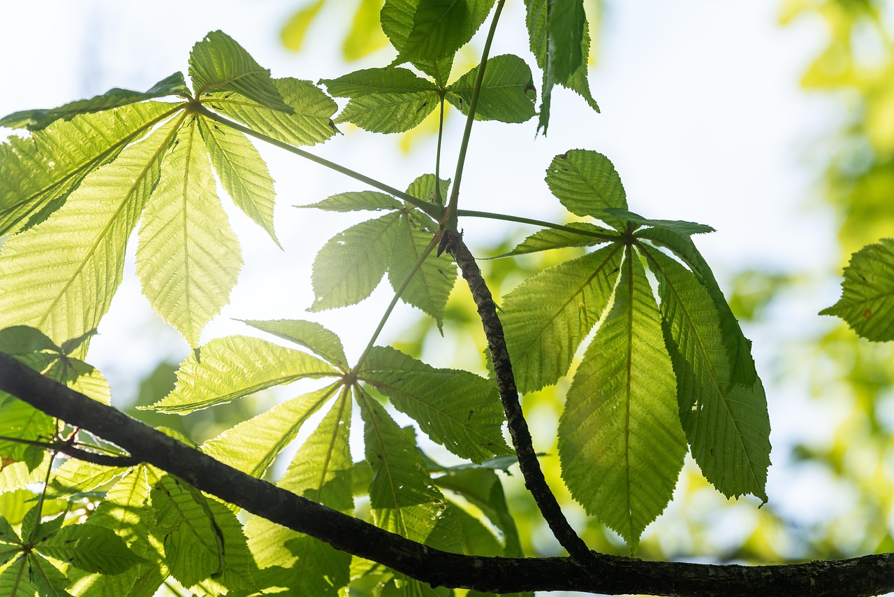 nature tree chestnut leaves forest woods foliage growth botany