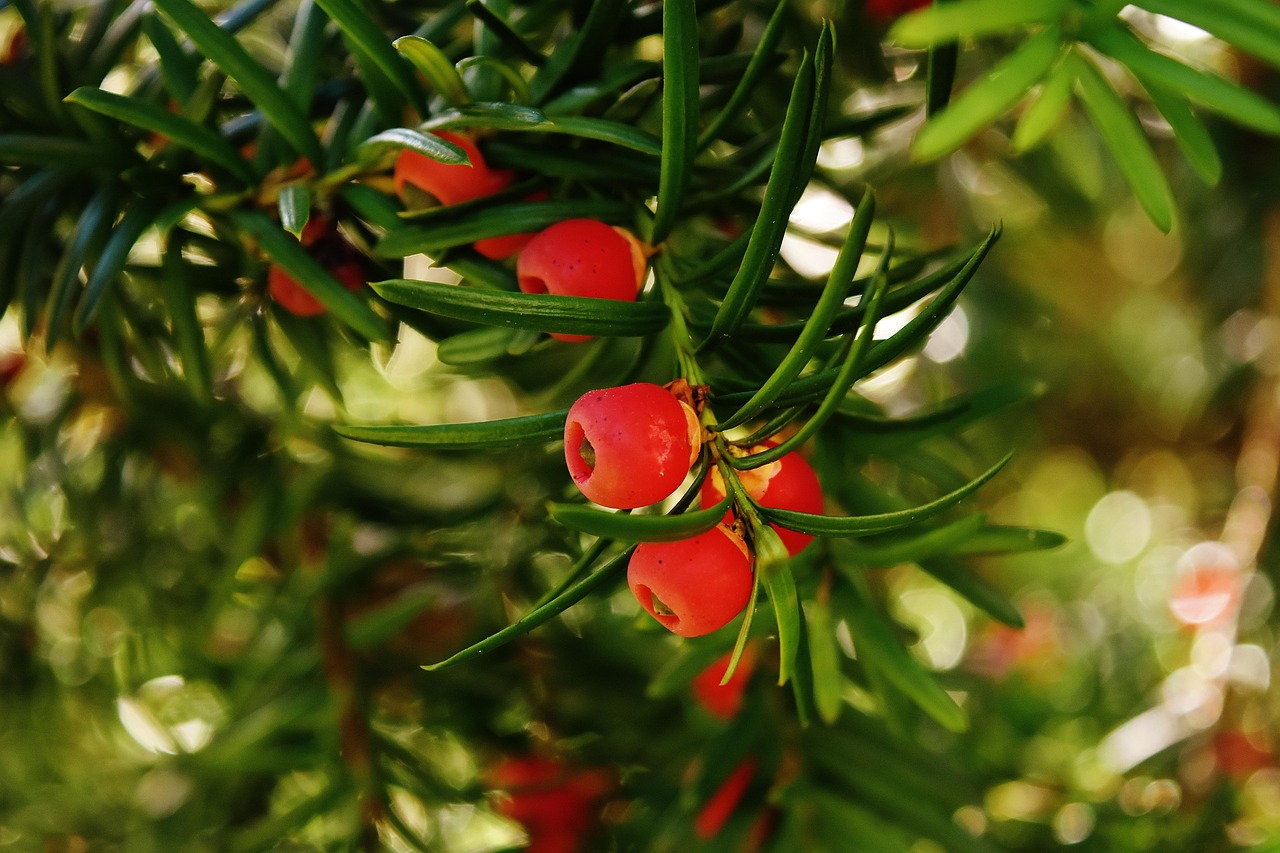european yew needles yew english yew needle branch taxus baccata conifer common yew taxus nature flora close up yew yew yew yew yew english yew taxus baccata taxus
