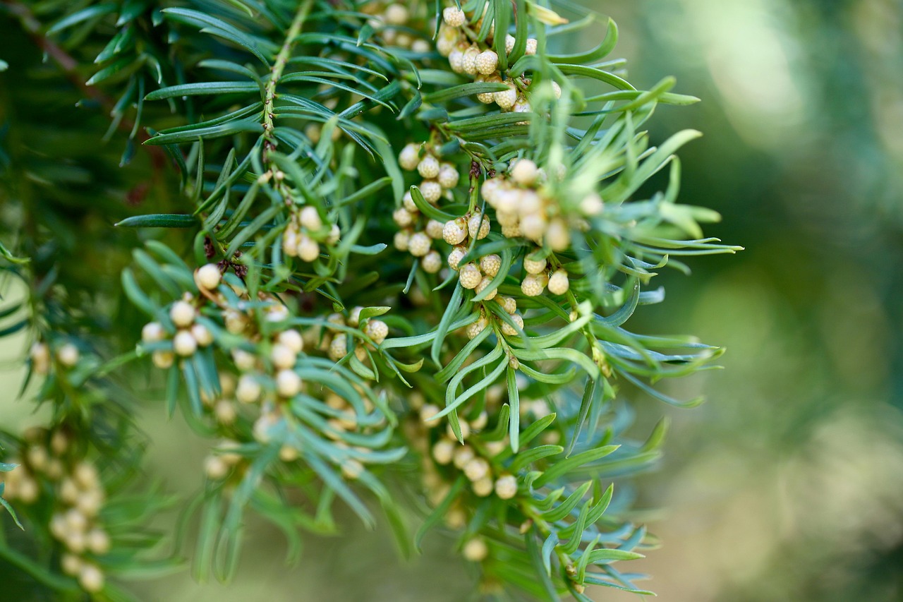 yew english yew taxus baccata conifer poisonous tap evergreen seeds nature close up green bow tree coniferous plants green green green green green