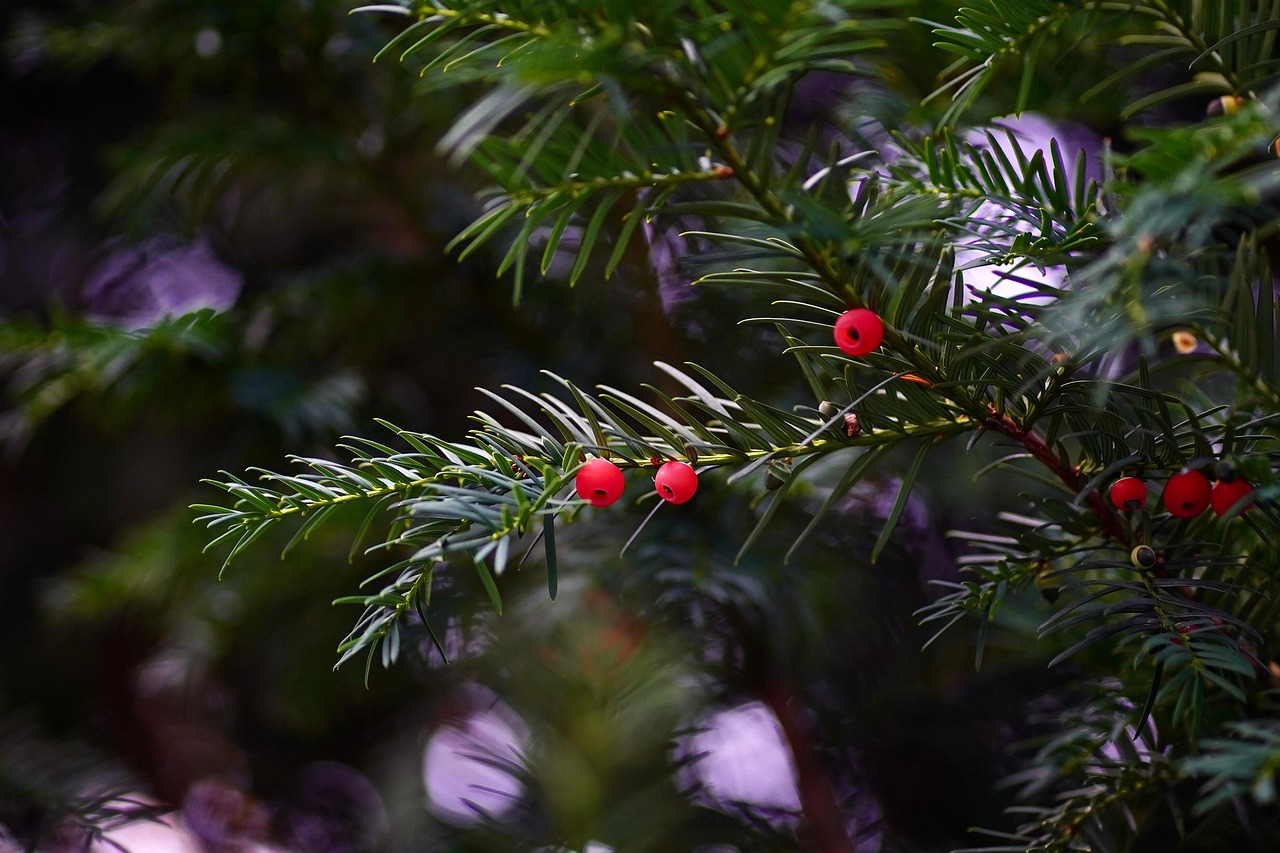 yew yew berries yew fruit evergreen bush tree greenery foliage branches nature yew yew evergreen evergreen evergreen greenery greenery greenery greenery greenery