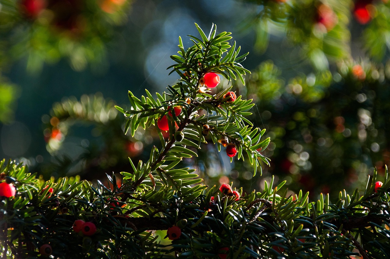 yew yew berries yew tree conifer nature