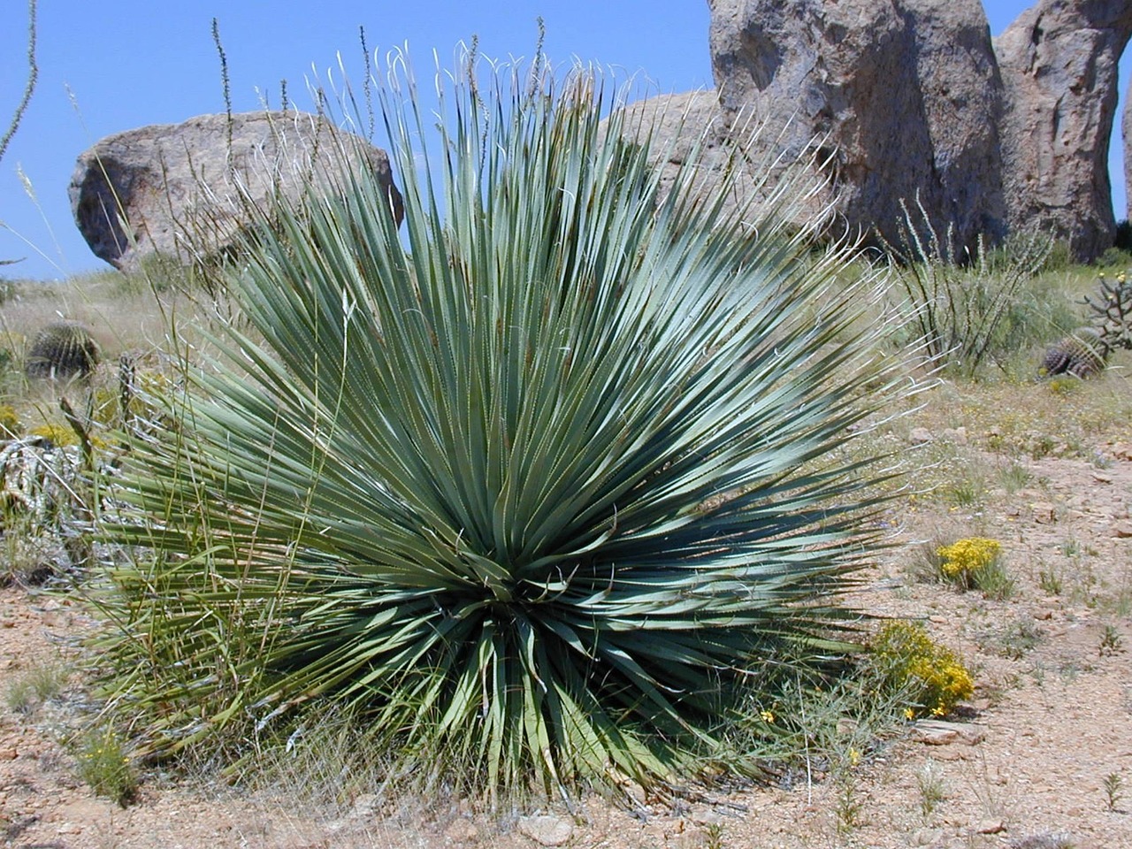 yucca yucca rostrata plant nature spur pointed