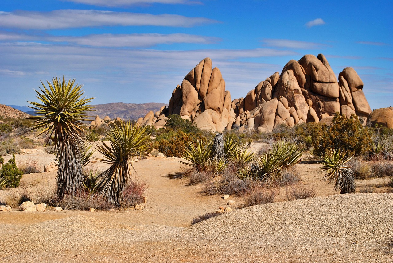 desert sand dry travel nature joshua tree yucca rock mojave brown desert brown rock brown sand joshua tree joshua tree joshua tree joshua tree joshua tree mojave