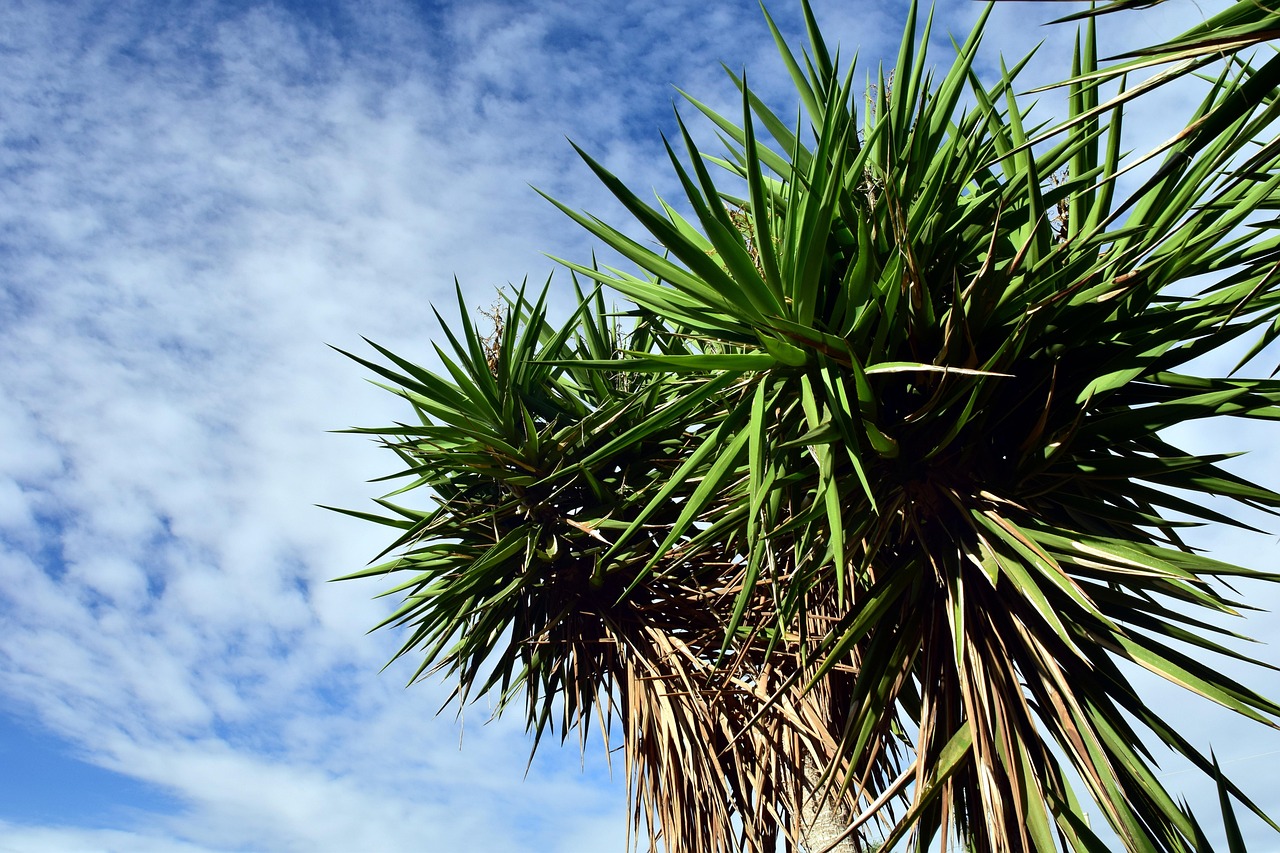 palm tree heaven vacations summer sun tropical clouds palm trees branches leaves blue sky yucca palm nature yucca