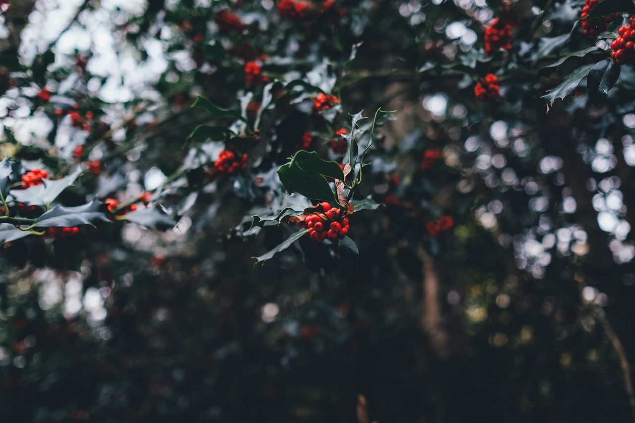 holly berries yuletide holly berries holly yuletide christmas red christmas holly branches foliage holly berries holly berries holly berries holly holly holly christmas christmas christmas christmas christmas christmas holly