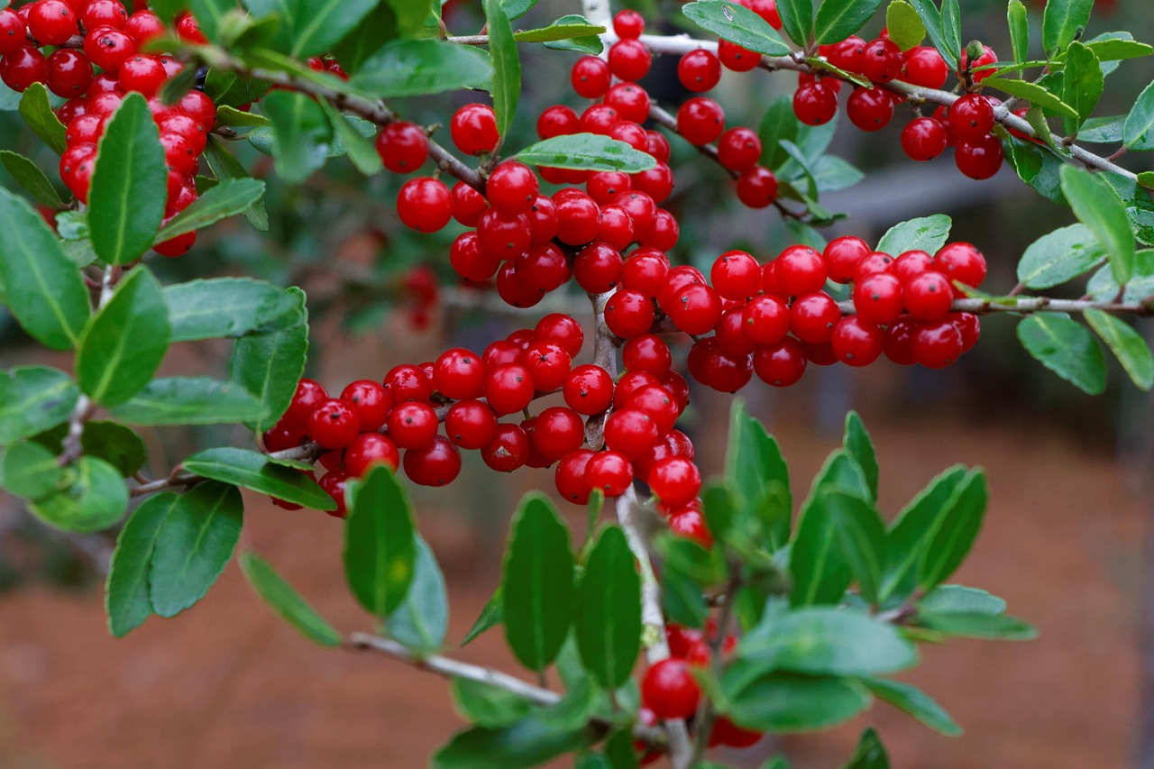 yaupon yaupon holly ilex vomitoria bush tree berry berries red nature branch plant holly yaupon yaupon yaupon yaupon yaupon holly yaupon holly yaupon holly yaupon holly yaupon holly