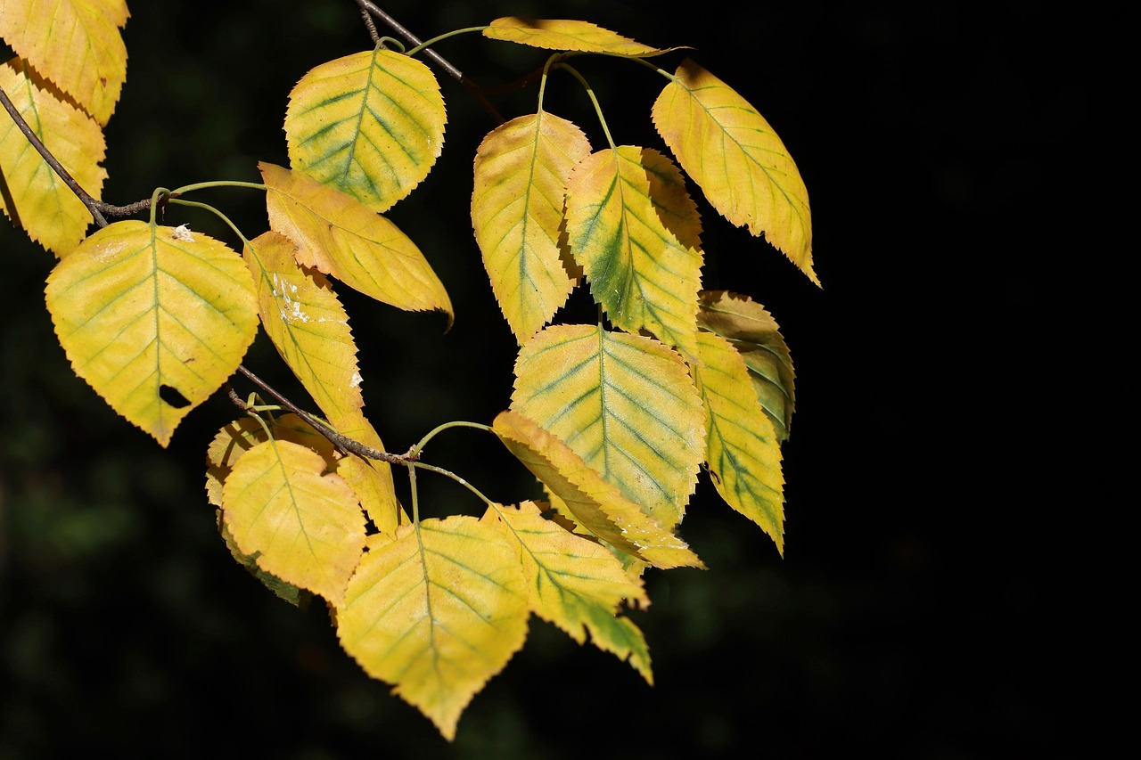 birch birch leaves fall autumnal autumn leaves autumn color yellow nature leaves bright