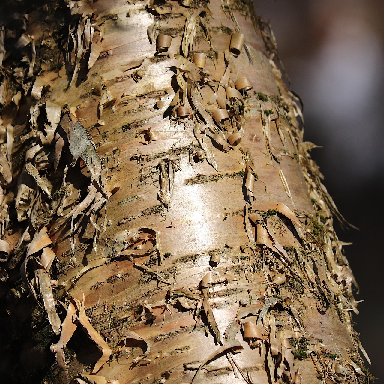 yellow birch tree bark birch swamp birch trunk wood nature texture yellow birch yellow birch yellow birch yellow birch yellow birch