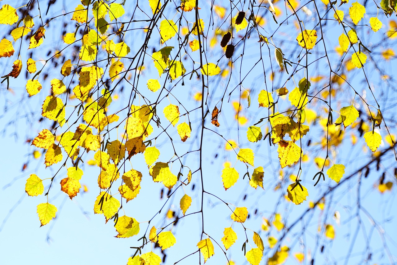 birch leaves autumn leaves birch fall branches leaves gold yellow light yellow light airy plenty of natural light backlighting betula birch family betulaceae pendent birch betula pendula sand birch white birch wart birch summer green deciduous tree nature deciduous tree ornamental tree weeping birch