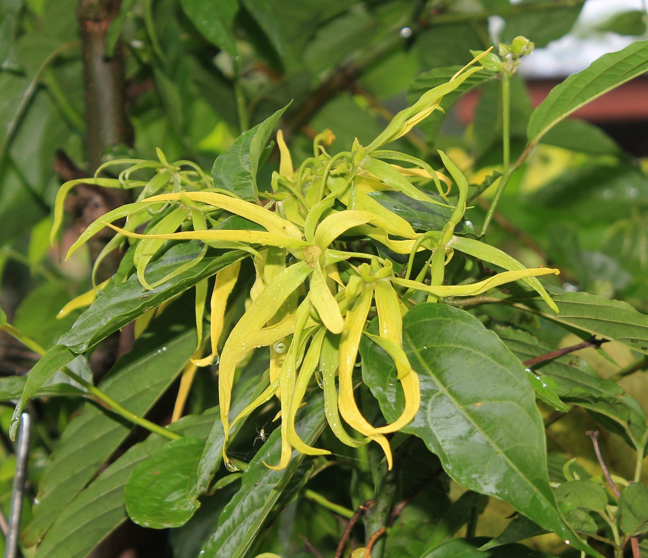ylang-ylang flower smell yellow aromatherapy plant