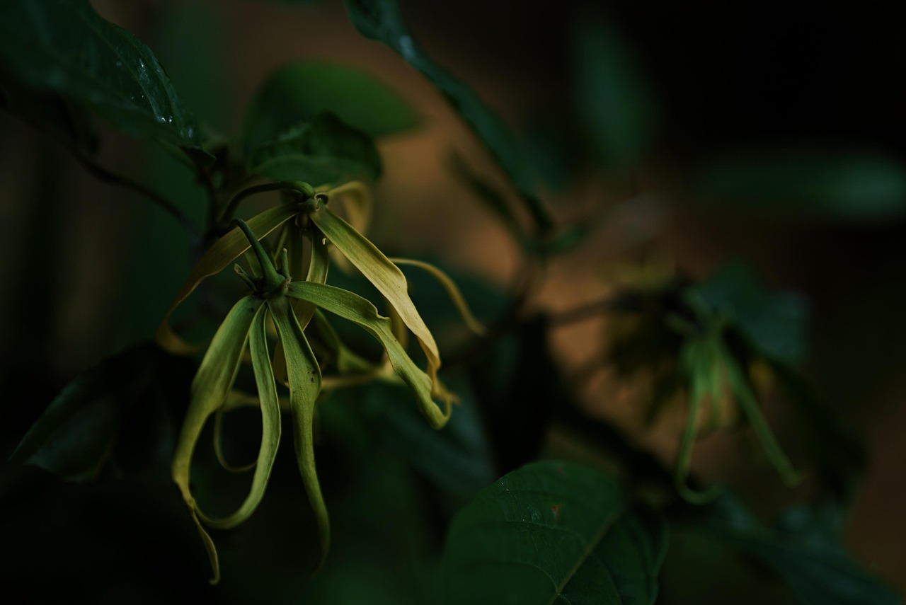 flower nature flower background remember mystical natural flower wallpaper ylang flower blossom flora beautiful flowers petals plant