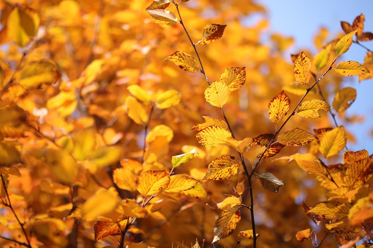 zelkova autumn autumn leaves leaves nature fall fall season forest zelkova zelkova zelkova zelkova zelkova